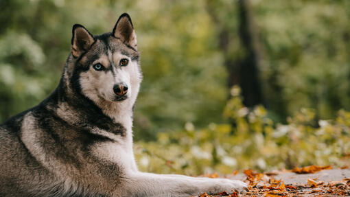 Russian best sale military dog